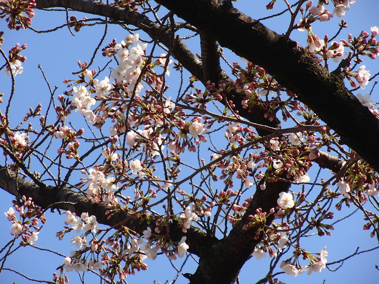 武庫川の桜