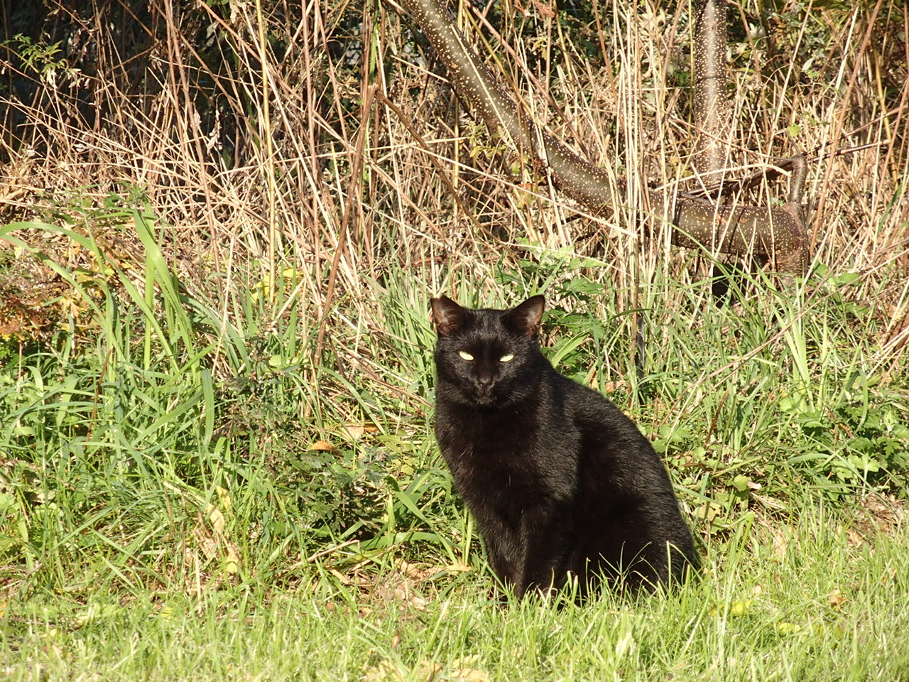 武庫川土手の黒猫